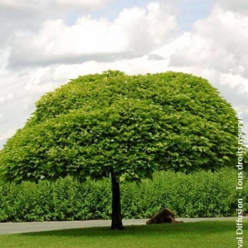 Catalpa bign. 'Nana' ('bungei') Tige 8/10 CT 18 litres 