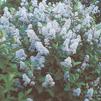 Ceanothus del. 'Gloire de Versailles' 0.40 à 0.50 m Cont. 