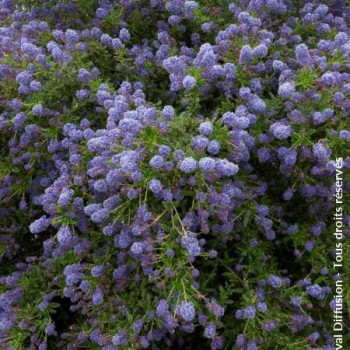 Ceanothus hybr. 'Blue Diamond'® 0.25 à 0.30 m Cont. 