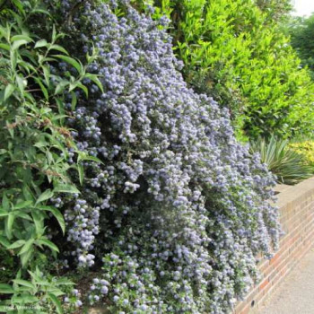 Ceanothus hybr. 'Blue Mound' 0.25 à 0.30 m Cont. 