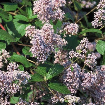 Ceanothus hybr. 'Burkwoodii' 0.25 à 0.30 m Cont. 