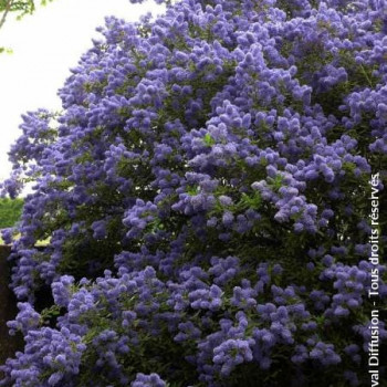 Ceanothus hybr. 'Concha' 0.25 à 0.30 m Cont. 