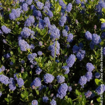 Ceanothus impr. 'Victoria' 0.25 à 0.30 m Cont. 