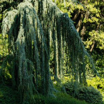 Cedrus lib. 'Glauca Pendula' 1.75 à 2 m CT 55 litres 