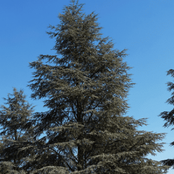 Cedrus lib. 'Atlantica' 1.25 à 1.5 m CT 18 litres 