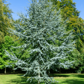 Cedrus lib. 'Glauca' 1.25 à 1.5 m CT 18 litres 