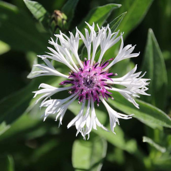 Centaurea mont. 'Amethyst Snow'®  Pot 9 