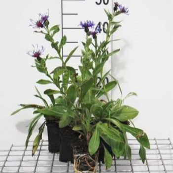 Centaurea mont. 'Coerulea'  Pot 9 