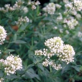 Centranthus ruber 'Albus'  Pot 9 