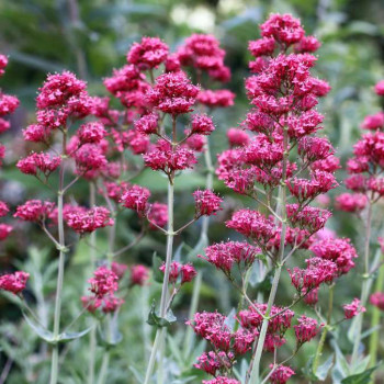 Centranthus ruber 'Coccineus'  Pot 9 