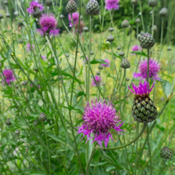 Centaurea dealbata  Pot 9 