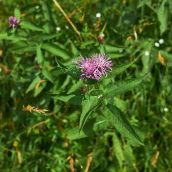 Centaurea jacea  Pot 9 