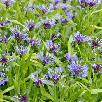 Centaurea montana  Pot 9 