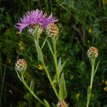 Centaurea scabiosa  Pot 9 