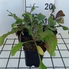 Cephalaria gigantea  Pot 9 