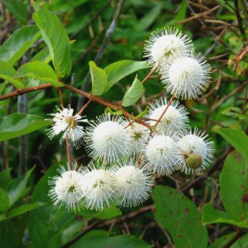 Cephalanthus occidentalis 0.30 à 0.40 m Cont. 