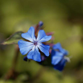 Ceratostigma griffithii  Pot 9 