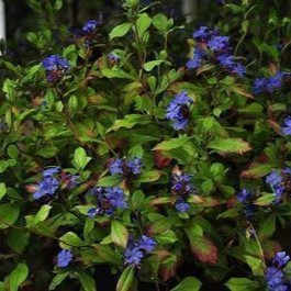 Ceratostigma plumbaginoides  Pot 9 