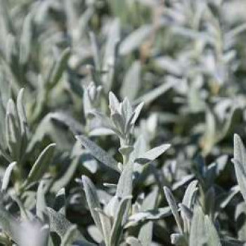 Cerastium tomentosum  Pot 9 