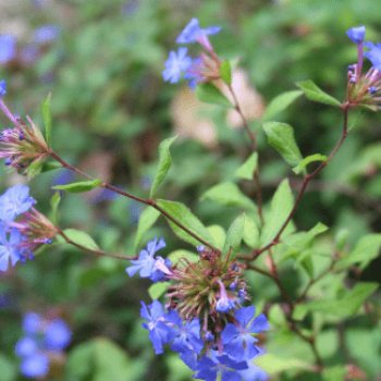 Ceratostigma willmottianum 0.30 à 0.40 m Cont. 