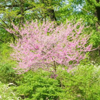Cercis canadensis 1 à 1.25 m CT 10 litres 