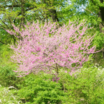 Cercis canadensis 0.80 à 1 m CT 35 litres 