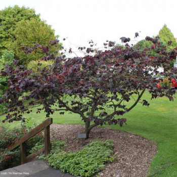 Cercis can. 'Forest Pansy' 0.80 à 1 m CT 12 litres 