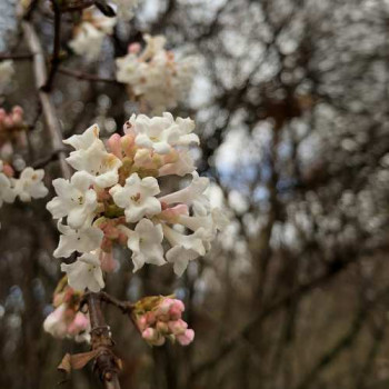 Cercis chinensis 'Shirobana' 1 à 1.25 m CT 20 litres 