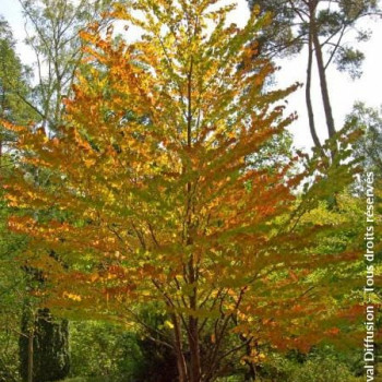 Cercidiphyllum japonicum 1.5 à 1.75 m CT 12 litres 