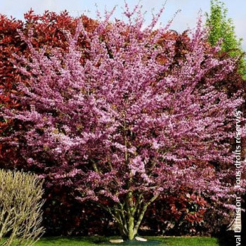 Cercis siliquastrum 1 à 1.25 m CT 18 litres 