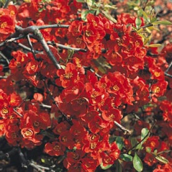 Chaenomeles jap. 'Sargentii' 0.30 à 0.40 m Cont. 