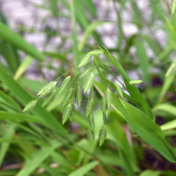 Chasmanthium latifolium (= uniola latifolia)  Pot 9 