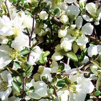 Chaenomeles sup. 'Jet Trail' 0.30 à 0.40 m Cont. 