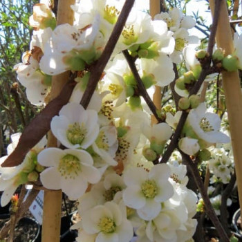Chaenomeles spec. 'Nivalis' 0.30 à 0.40 m Cont. 