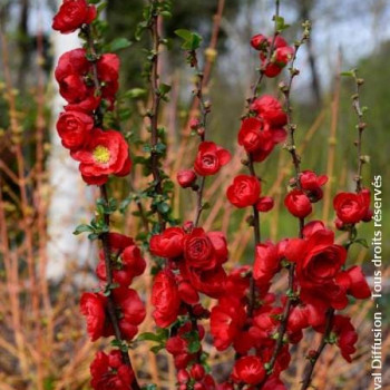 Chaenomeles spec. 'Scarlet Storm'® 1 à 1.25 m CT 12 litres 