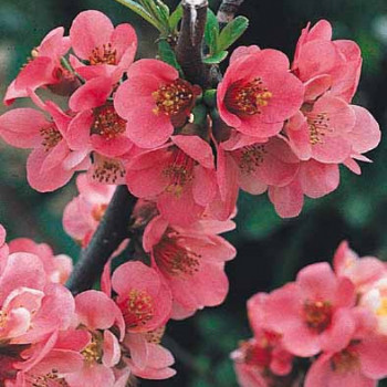 Chaenomeles superba 'Pink Lady' 0.30 à 0.40 m Cont. 