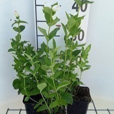 Chelone obl. 'Alba'  Pot 9 