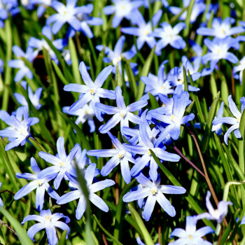 Chionodoxa forbesii  X25 