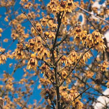 Chimonanthus praecox (= fragrans) 1.25 à 1.5 m CT 18 litres 