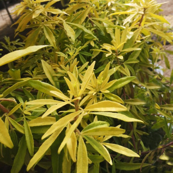 Choisya tern. 'Goldfingers®' ('limo') 0.40 à 0.50 m CT 5 litres 
