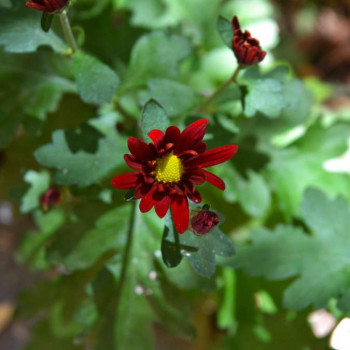 Chrysanthemum cocc. 'Robins. Rubra'  Pot 9 