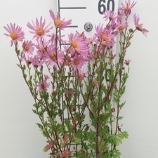 Chrysanthemum (rub.) 'Clara Curtis'  Pot 9 