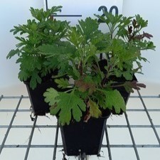 Chrysanthemum (rub.) 'Duchess of Edinburgh'  Pot 9 