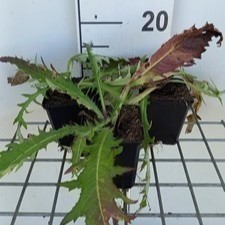 Cirsium riv. 'Trevor's Blue Wonder'  Pot 9 