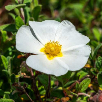 Cistus corbariensis (= hybridus) 0.20 à 0.25 m CT 