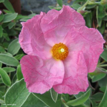 Cistus hybr. 'Silver Pink' 0.20 à 0.25 m Cont. 