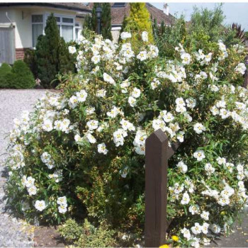 Cistus purp. 'Alan Fradd' 0.20 à 0.25 m Cont. 