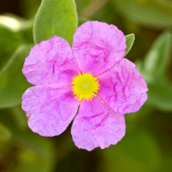 Cistus crispus 0.20 à 0.25 m Cont. 
