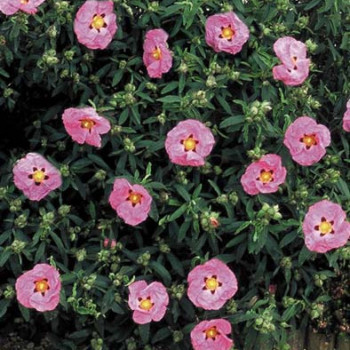 Cistus purpureus 0.20 à 0.25 m Cont. 
