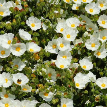 Cistus salviifolius 0.20 à 0.25 m Cont. 